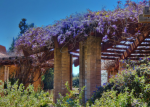 The biggest Wisteria vine in the world in Sierra Madre. Pasadena Events March 2025.