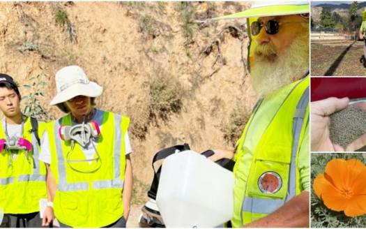 Featured Image_Altadena Poppies Begin Blooming Again A Sign of Renewal in Greater Pasadena