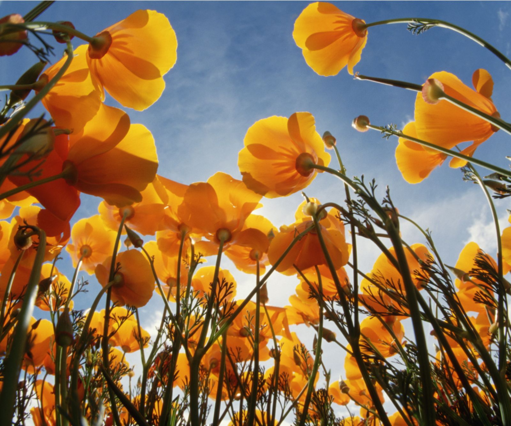 Altadena poppies
